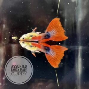 Fancy Guppy Male - Assorted