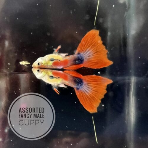 Fancy Guppy Male - Assorted