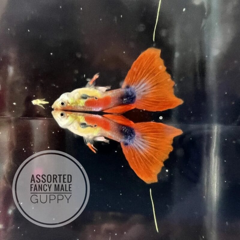 Fancy Guppy Male - Assorted