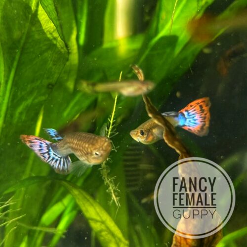 Fancy Female Guppy - Assorted