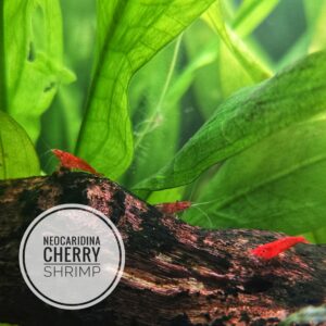 Cherry Red Neocaridina Shrimp - 10-Pack