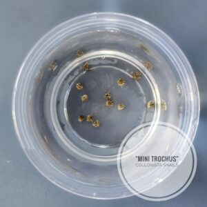 10-pack The Ultimate Algae-Eating Team: Mini Trochus Snails