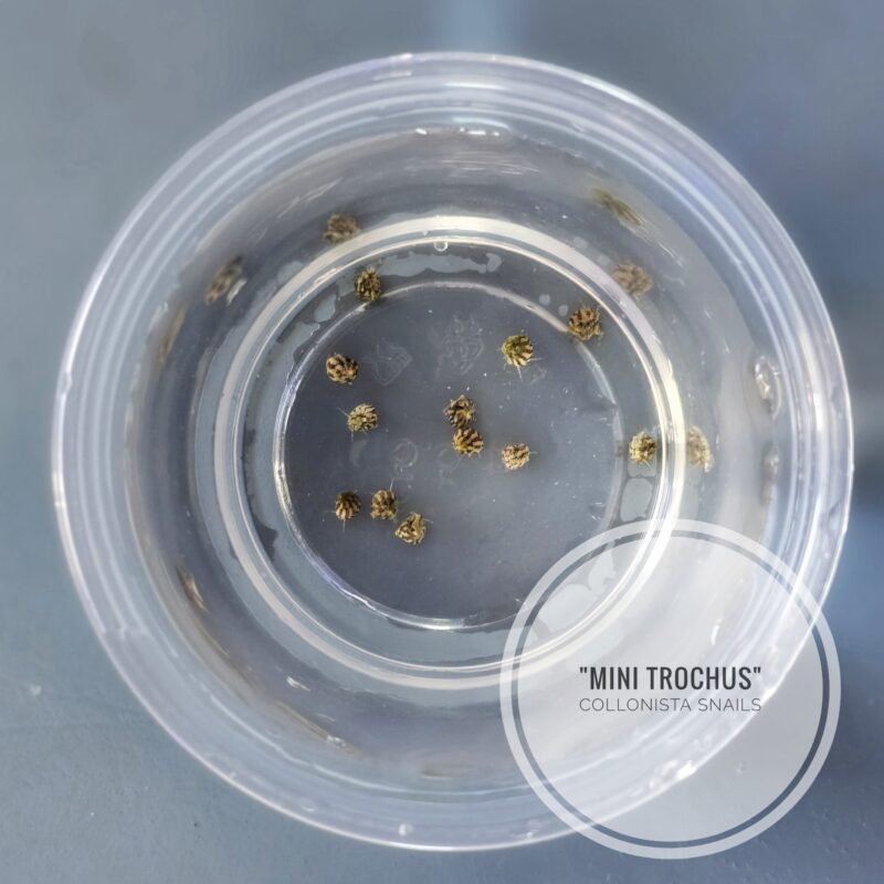 10-pack The Ultimate Algae-Eating Team: Mini Trochus Snails