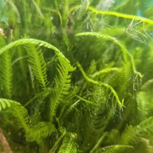 Mexican Fern - Macroalgae 2-3'