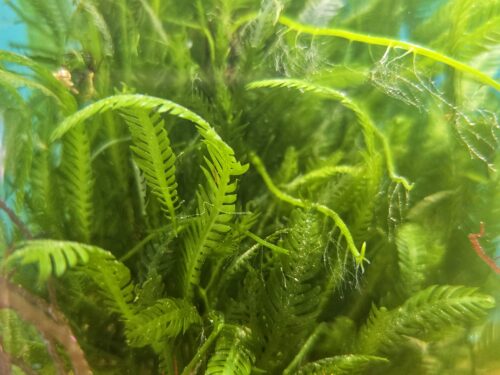 Mexican Fern - Macroalgae 2-3'