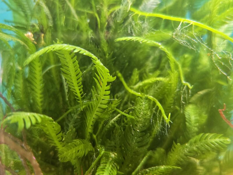 Mexican Fern - Macroalgae 2-3'
