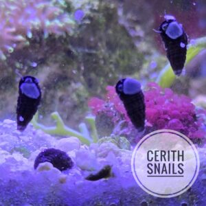 1000107325 10-pack Sand-Sifting Superstars: Cerith Snails