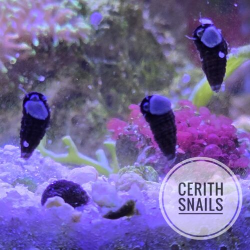 10-pack Sand-Sifting Superstars: Cerith Snails