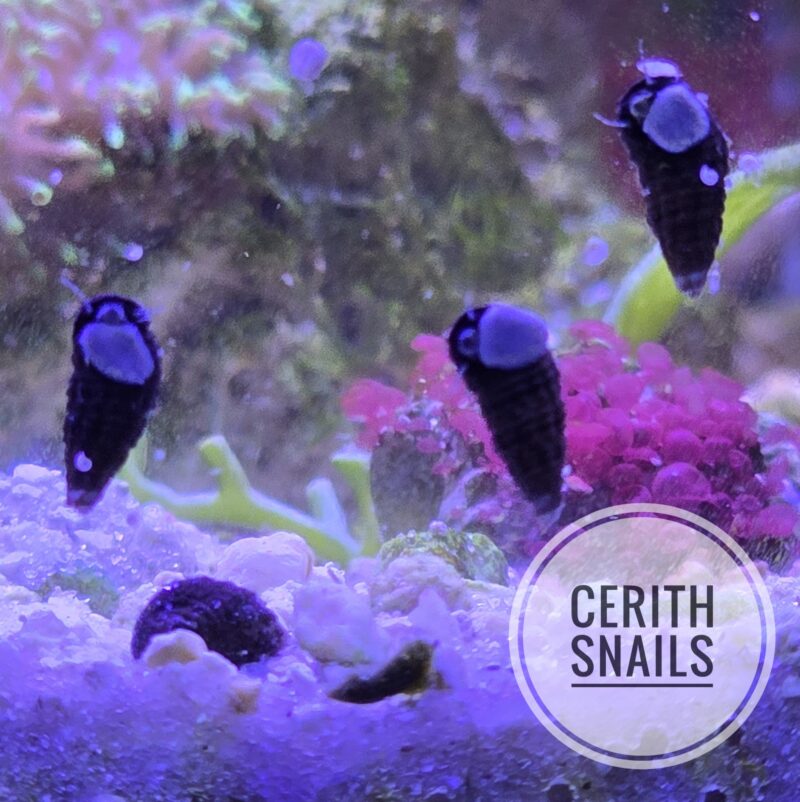 10-pack Sand-Sifting Superstars: Cerith Snails