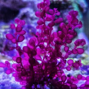 Red Grape Macroalgae