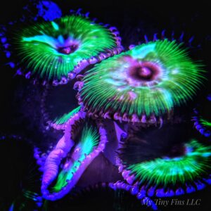 Palythoa Grandis – Beginner Soft Coral