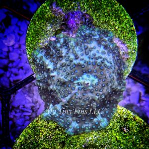 Teal Spotted Discosoma Mushroom – WYSIWYG Soft Coral (1 Mushroom)