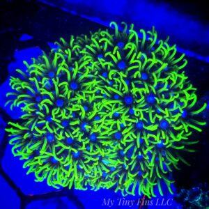 Super Neon Green Star Polyp Frag (GSP)