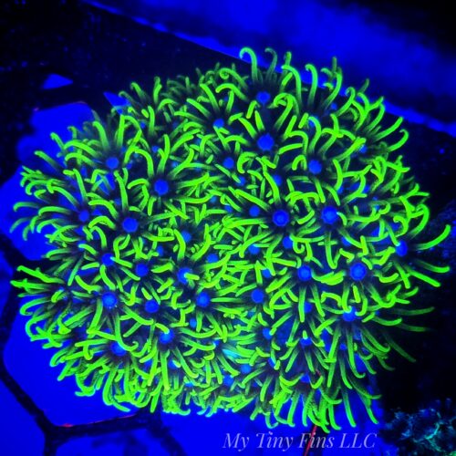 Super Neon Green Star Polyp Frag (GSP)