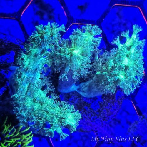 Neon Green Kenya Tree (Sinularia) Soft Coral - A Vibrant Beginner’s Choice!