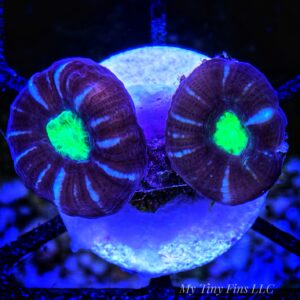 Multicolor Candy Cane – Two Polyps LPS Coral
