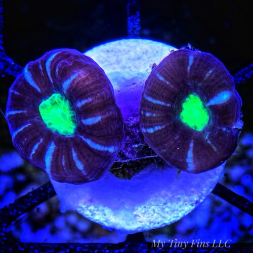 Multicolor Candy Cane – Two Polyps LPS Coral