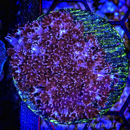 Cookies and Cream Cauliflower – Unique, Hardy Soft Coral