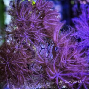 Waving Hand Anthelia – Fast-Growing Soft Coral