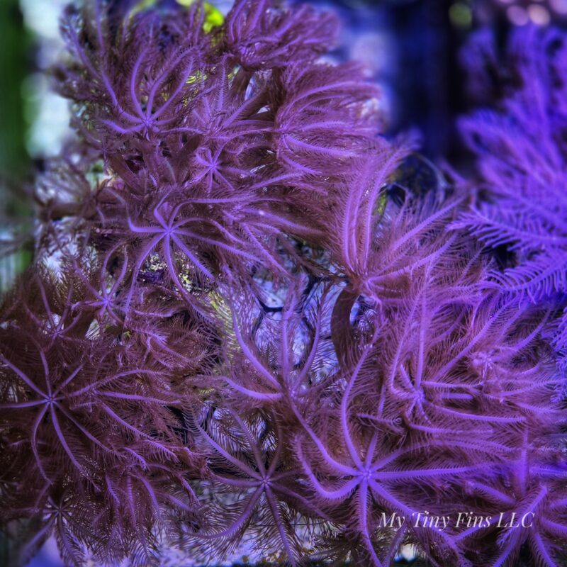Waving Hand Anthelia – Fast-Growing Soft Coral