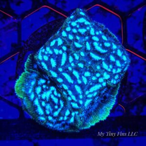 Frankenstein Leptoseris – WYSIWYG SPS Coral Frag (Encrusting)