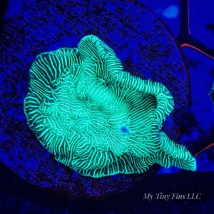 Neon Green Leptoseris – WYSIWYG SPS Coral Frag (Encrusting)