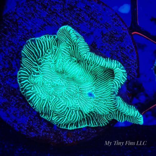 Neon Green Leptoseris – WYSIWYG SPS Coral Frag (Encrusting)