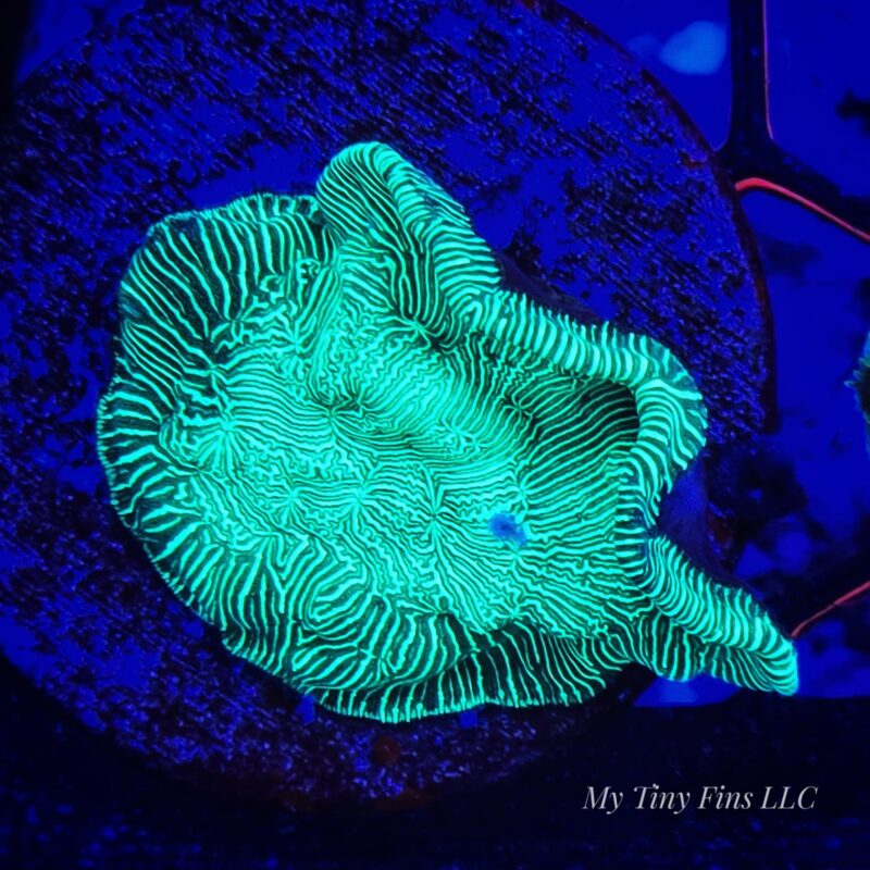 Neon Green Leptoseris – WYSIWYG SPS Coral Frag (Encrusting)