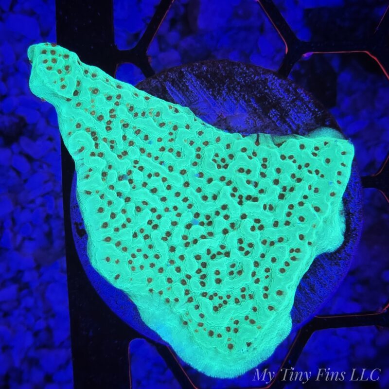 Chili Pepper Montipora – WYSIWYG SPS Coral Frag (Plating)