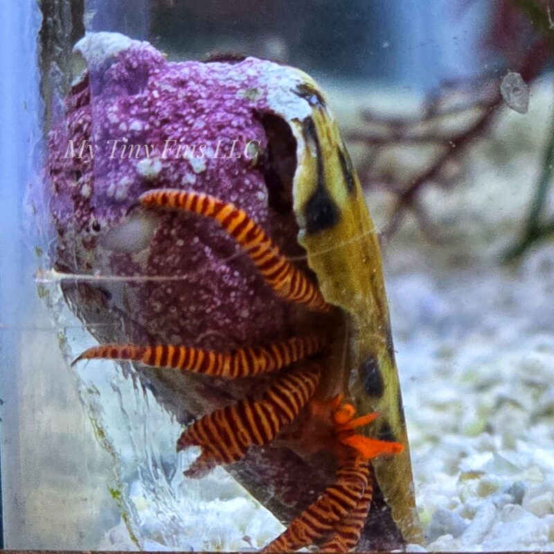 Halloween Hermit Crab