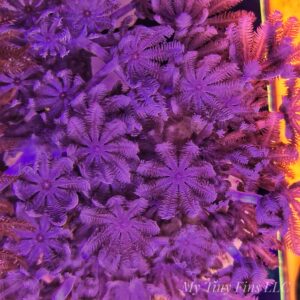 Pom Pom Pulsing Xenia – Fast-Growing & Beginner Friendly