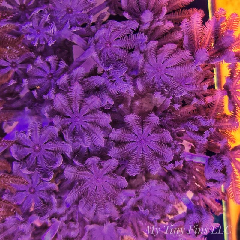 Pom Pom Pulsing Xenia – Fast-Growing & Beginner Friendly