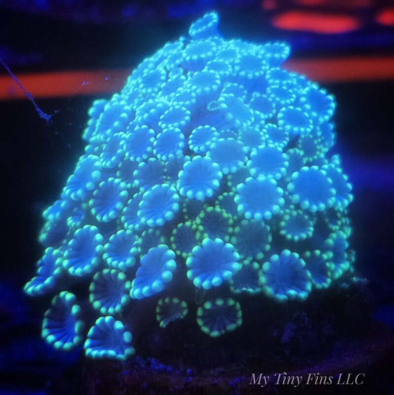 Alveopora – WYSIWYG LPS Coral Frag