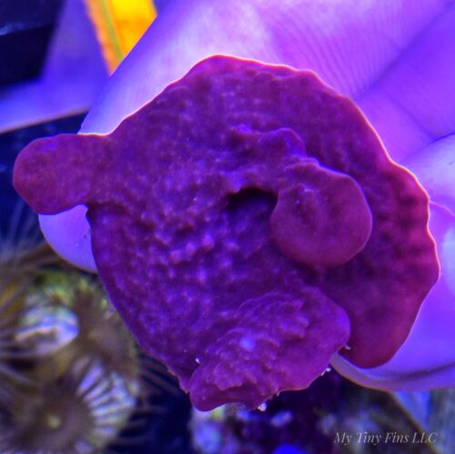 Photosynthetic Purple Plating Sponge