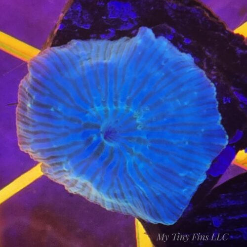 WYSIWYG Watermelon Discosoma Mushroom