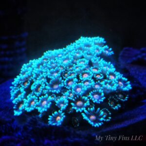 Teal & Pink Alveopora – WYSIWYG Mini Colony LPS Coral