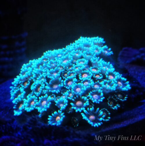 Teal & Pink Alveopora – WYSIWYG Mini Colony LPS Coral