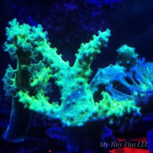 Neon Green Finger Leather Coral Frag