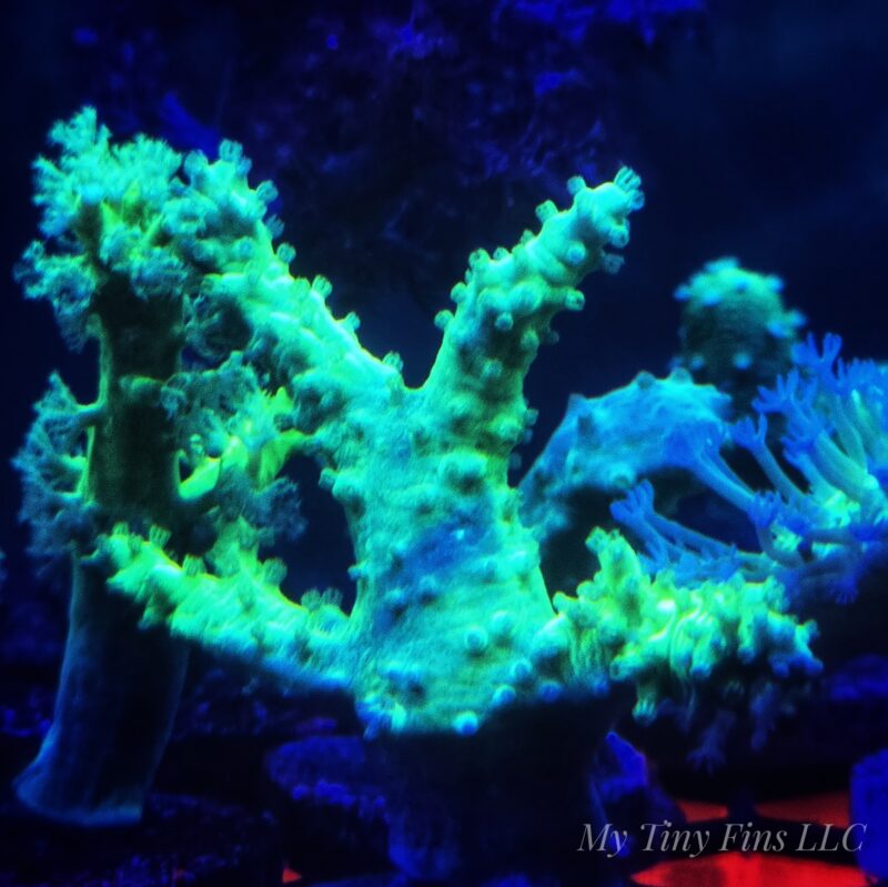 Neon Green Finger Leather Coral Frag