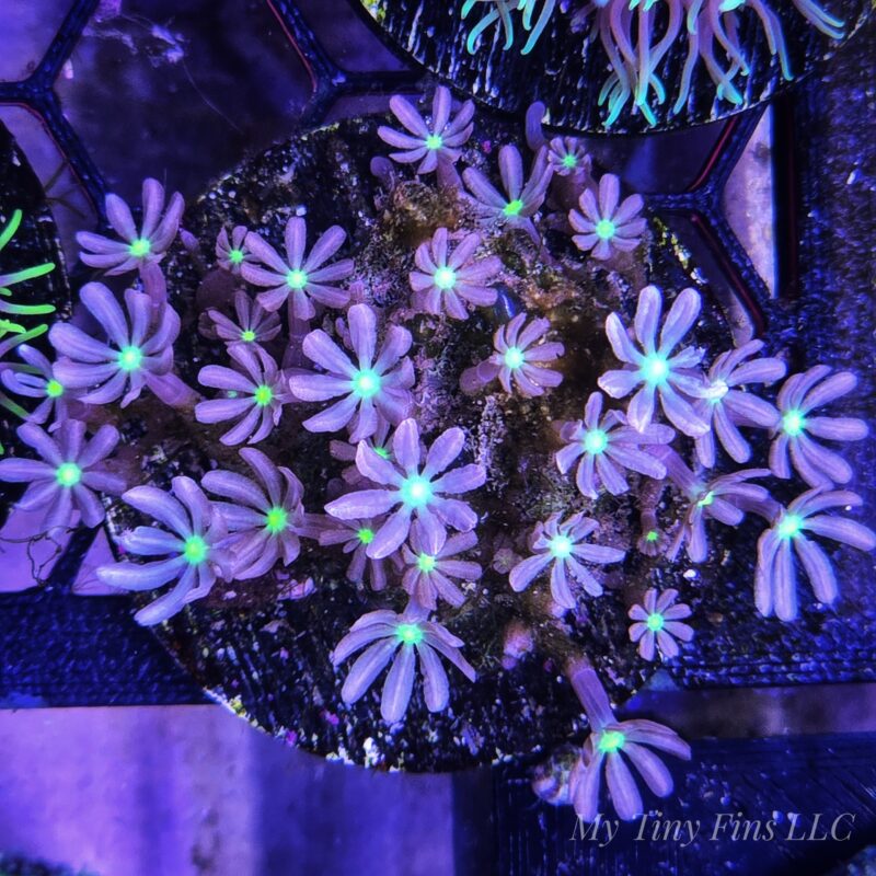 Pink Daisy Polyps – Vibrant, Easy, and Stunning!
