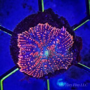 Superman Rhodactis Mushroom – Soft Coral (1 Mushroom)