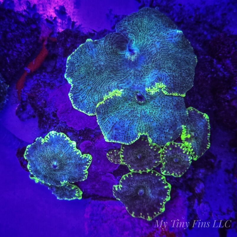 Gold Rim Discosoma Mushroom – Soft Coral (1 Mushroom)