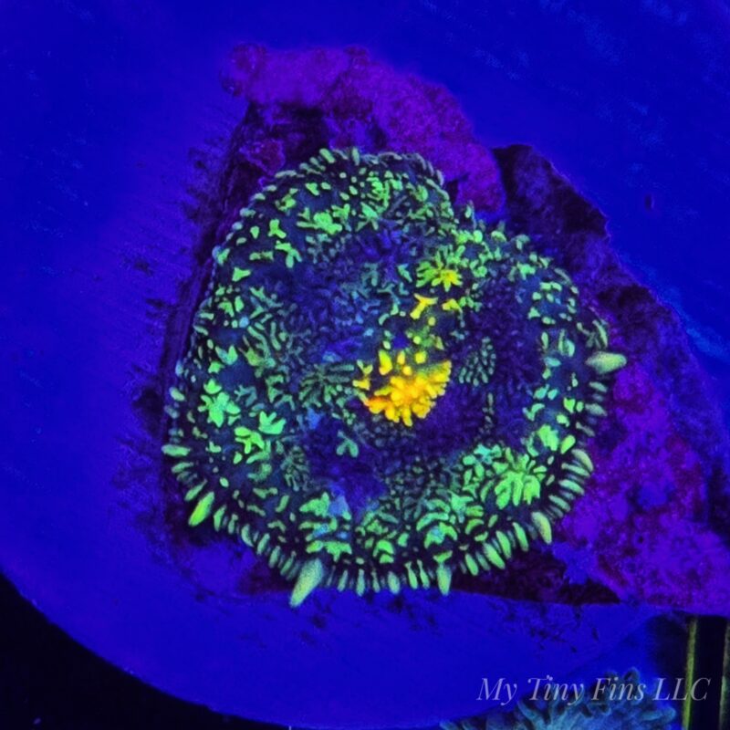 WYSIWYG Ultra Rhodactis Mushroom