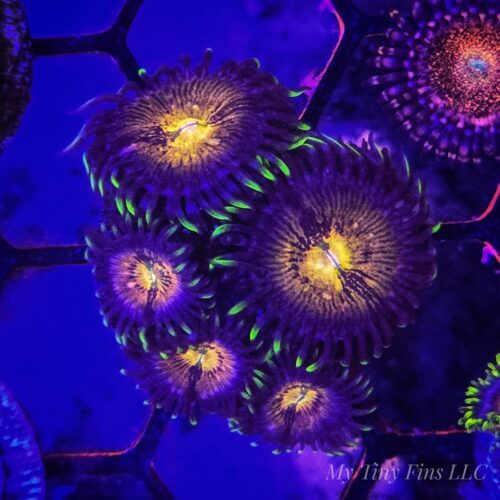 Nirvana Zoanthids – Beginner Soft Coral
