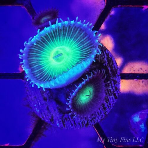 Green Palythoa Soft Coral Frag
