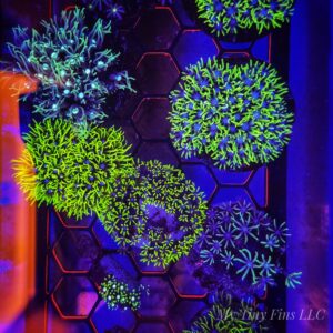 Super Neon Green Star Polyp Frag (GSP)