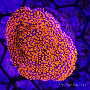 Superman Montipora – WYSIWYG SPS Coral Large Frag