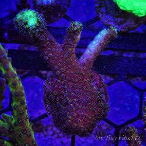 Milka Stylophora – WYSIWYG SPS Coral Frag (Great for Beginners)