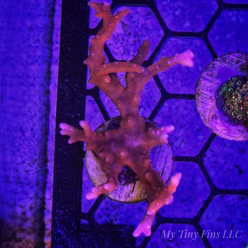 TNT Red Anacropora – WYSIWYG SPS Coral Frag