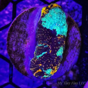 Rainbow Acan Echinata – WYSIWYG LPS Coral Frag (Colorful)